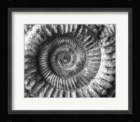 Amonita 2 Fine Art Print