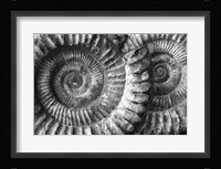 Amonita 3 Fine Art Print