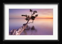 Water Tree XI Fine Art Print