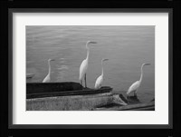 Garzas BW-8 Fine Art Print