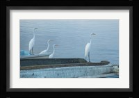 Garzas-2-2 Fine Art Print