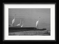 Garzas-2 Fine Art Print