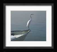 Garzas-6-2 Fine Art Print