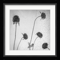 Flores Secas 36-2 Fine Art Print