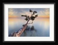 Water Tree XIV Fine Art Print