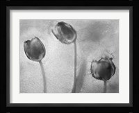 Flowers on Ice BW-5 Fine Art Print