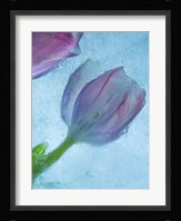 Flowers on Ice-2 Fine Art Print