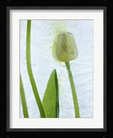 Flores Congeladas 572 Fine Art Print