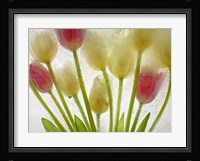 Flores Congeladas 610 Fine Art Print