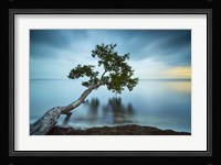Water Tree 11 Color Fine Art Print