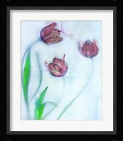 Tulipanes Rojos Fine Art Print