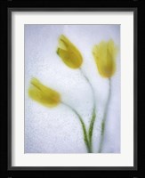 Tulipanes Amarillos 37 3 Fine Art Print
