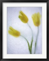 Tulipanes Amarillos 37 3 Fine Art Print