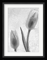 Tulipanes Blancos 33-2 Fine Art Print