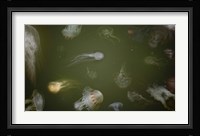 Medusae Framed Print