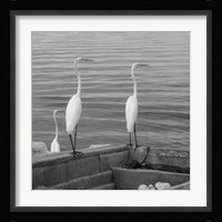 Garzas-3 Fine Art Print