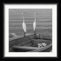 Garzas-4 Fine Art Print