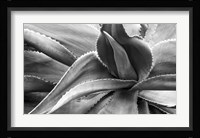Agave Americana Fine Art Print