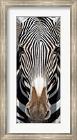 Grevey's Zebra, Samburu National Reserve, Kenya Fine Art Print