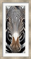 Grevey's Zebra, Samburu National Reserve, Kenya Fine Art Print
