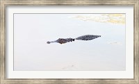 Crocodile in a pond, Boynton Beach, Florida, USA Fine Art Print