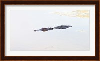 Crocodile in a pond, Boynton Beach, Florida, USA Fine Art Print