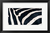 Zebra stripes Fine Art Print