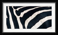 Zebra stripes Fine Art Print