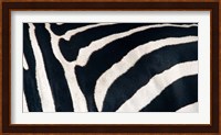 Zebra stripes Fine Art Print