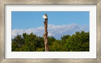 White crane on a dead tree, Boynton Beach, Florida, USA Fine Art Print