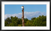White crane on a dead tree, Boynton Beach, Florida, USA Fine Art Print