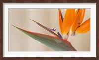 Strelitzia in bloom, California Fine Art Print
