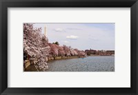 Cherry Blossom trees in the Tidal Basin with the Washington Monument in the background, Washington DC, USA Fine Art Print