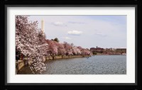 Cherry Blossom trees in the Tidal Basin with the Washington Monument in the background, Washington DC, USA Fine Art Print