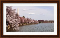 Cherry Blossom trees in the Tidal Basin with the Washington Monument in the background, Washington DC, USA Fine Art Print
