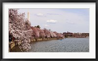 Cherry Blossom trees in the Tidal Basin with the Washington Monument in the background, Washington DC, USA Fine Art Print