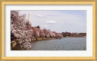 Cherry Blossom trees in the Tidal Basin with the Washington Monument in the background, Washington DC, USA Fine Art Print