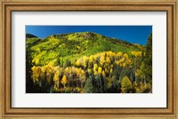 Aspen trees on mountain, Sunshine Mesa, Wilson Mesa, South Fork Road, Uncompahgre National Forest, Colorado, USA Fine Art Print