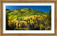 Aspen trees on mountain, Sunshine Mesa, Wilson Mesa, South Fork Road, Uncompahgre National Forest, Colorado, USA Fine Art Print