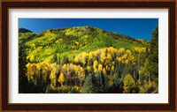 Aspen trees on mountain, Sunshine Mesa, Wilson Mesa, South Fork Road, Uncompahgre National Forest, Colorado, USA Fine Art Print