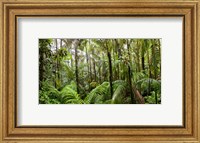 Trees in tropical rainforest, Eungella National Park, Mackay, Queensland, Australia Fine Art Print