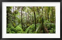 Trees in tropical rainforest, Eungella National Park, Mackay, Queensland, Australia Fine Art Print