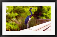Close-up of an blue egret, Boynton Beach, Florida, USA Fine Art Print