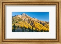 Aspen tree on a mountain, Coal Bank Pass, San Juan National Forest, Colorado, USA Fine Art Print