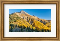 Aspen tree on a mountain, Coal Bank Pass, San Juan National Forest, Colorado, USA Fine Art Print