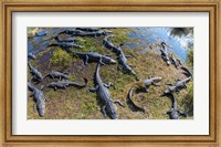 Alligators along the Anhinga Trail, Everglades National Park, Florida, USA Fine Art Print