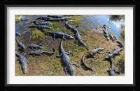 Alligators along the Anhinga Trail, Everglades National Park, Florida, USA Framed Print