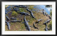 Alligators along the Anhinga Trail, Everglades National Park, Florida, USA Framed Print
