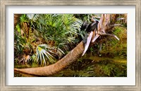 Oriental darter (Anhinga melanogaster) on a tree, Boynton Beach, Palm Beach County, Florida, USA Fine Art Print