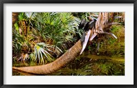 Oriental darter (Anhinga melanogaster) on a tree, Boynton Beach, Palm Beach County, Florida, USA Fine Art Print